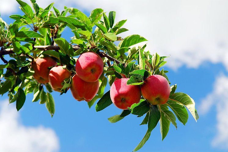 Äpplen på gren